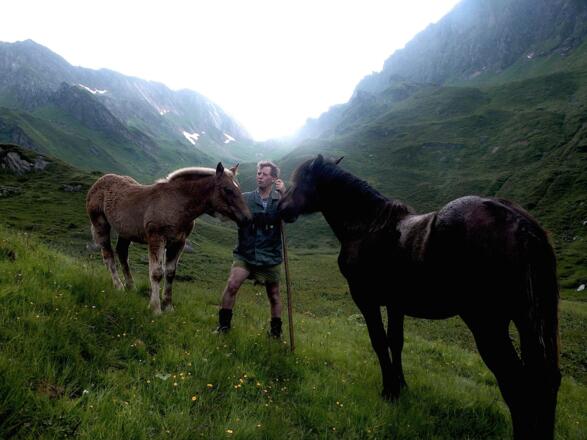 Pferde Schaunbergalm