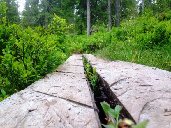 Schnitzerweg der Tiere Pfad