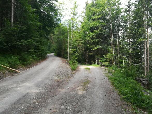 hier nach der Schranke dem linken Weg aufwärts folgen!