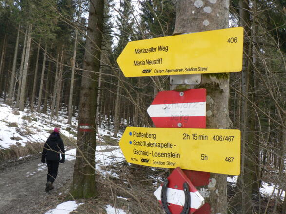Unterhalb des Braschenbergs überqueren wir noch einmal die Forststraße, folgen wieder dem Weg Nr. 467