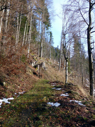 Weg durch den Gaueser Wald