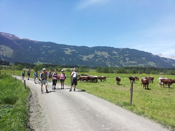 Pinzgauer Kühe im weiten Zellber Becken