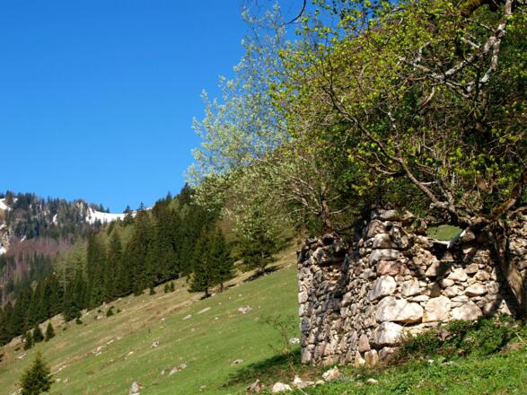 Rückblick von der Zaglbaueralm 946m zum Plateau