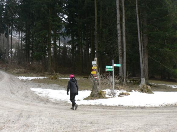 Von der Hertlerwiese geradeaus auf der Forststraße