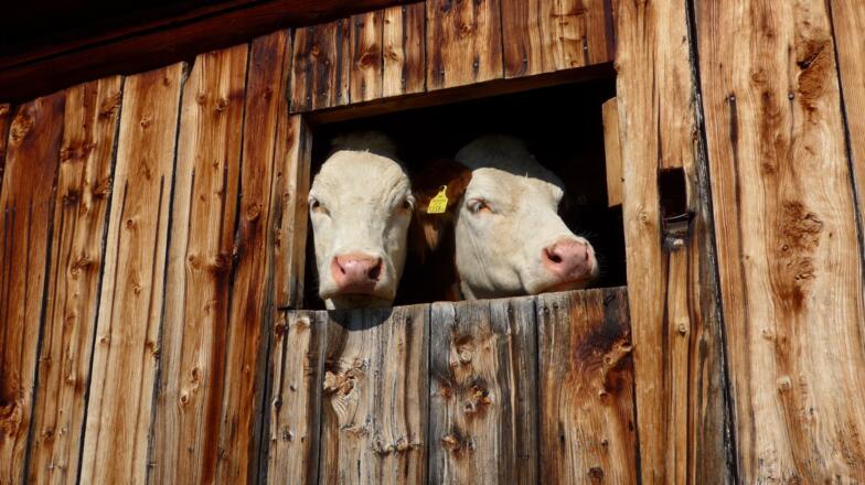 Es gibt doch Bewohner auf der verlassenen Alm