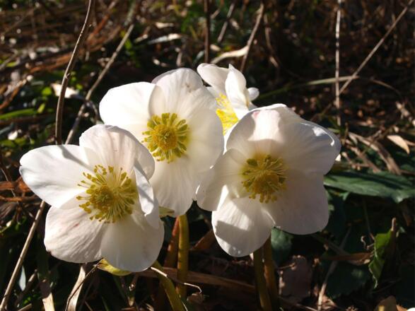 Schneerosen in voller Blüte