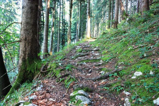 Waldweg Richtung Schornhöhe