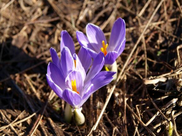 Krokusse am Plateau 1360m