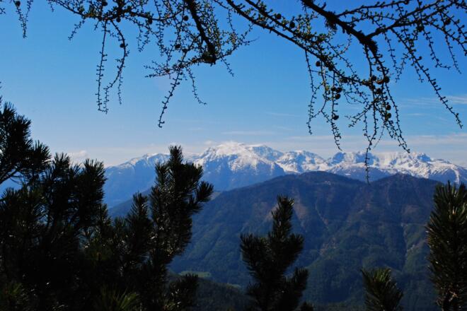 Blick aufs Warscheneck aus den Latschen vor der Fotzenalm