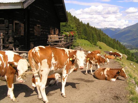 Rinderherde auf der Hackeralm