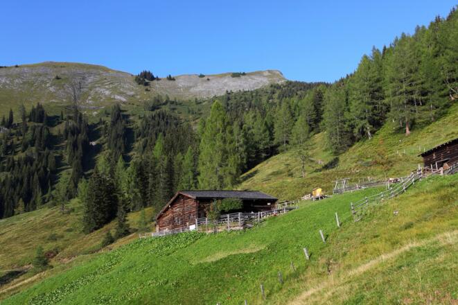 Karseggalm