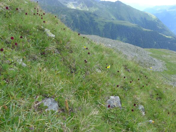 Sooo viele Kohlröserl