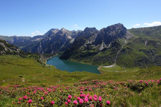 Almrosenblüte beim Tappenkarsee