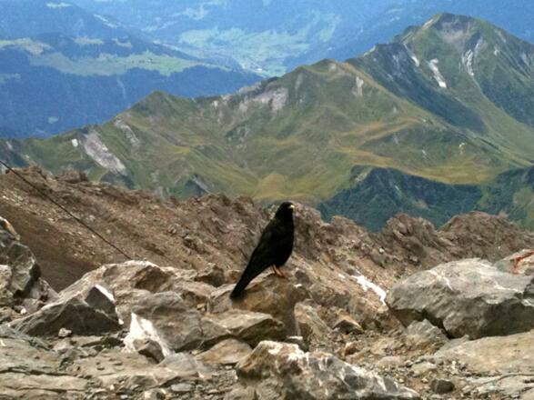 Am Gipfel der Schesaplana trifft man oft auf Bergdohlen
