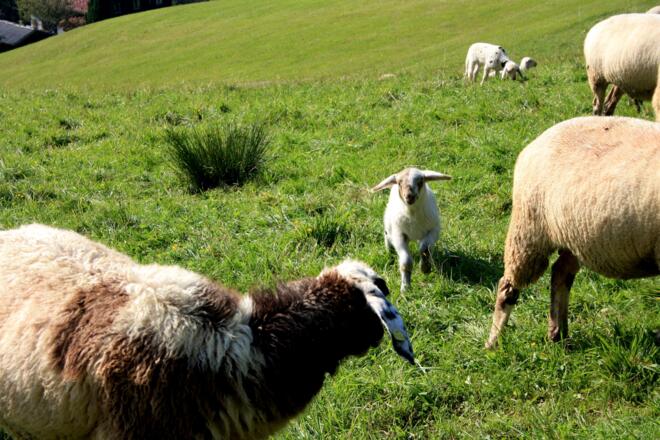 Schafe am Dürrnberg