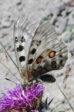 Im Sengsengebirge gibt es auch Apollofalter  - diese Aufnahme stammt allerdings aus dem Talas-Gebirge (Kirgistan)