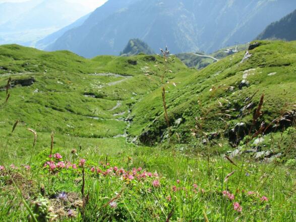 Flora Alexander Enzinger Weg