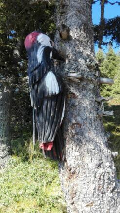 Holzspecht_Höhenpromenade