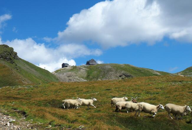 Hagener Hütte 2448m vom Hagener Weg 102