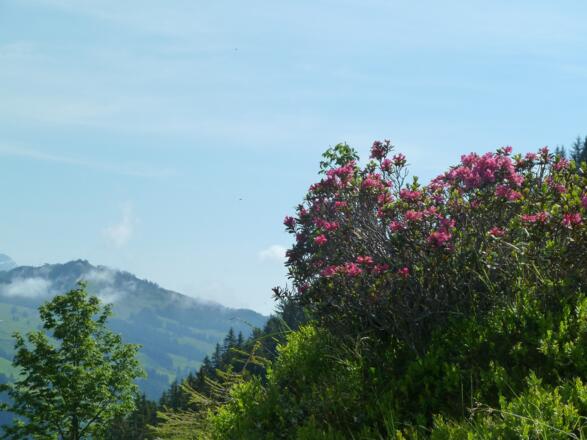Alpenrosen beim Abstieg