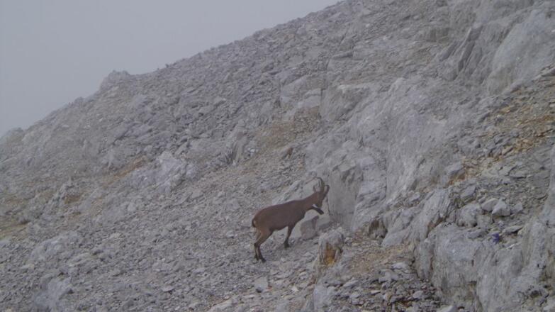 Der Steinbock hat es leichter :-)