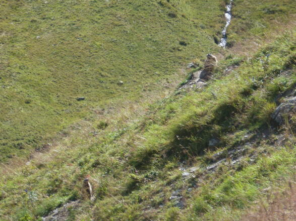 Mit etwas Glück lassen sich, wie hier am Hochsonnberg, Murmeltiere (&quot;Mankei&quot;) beobachten.