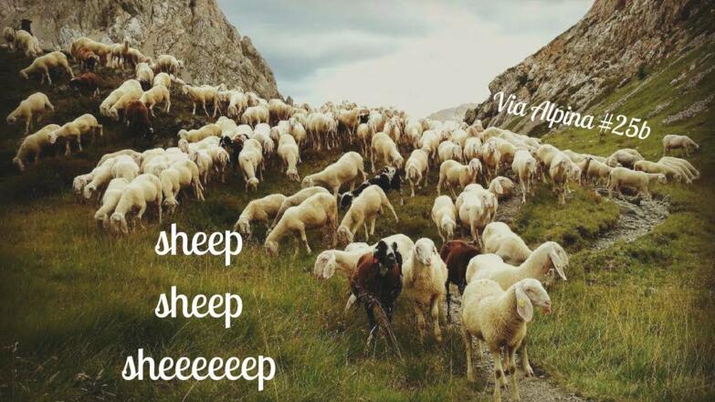 Sheep sheep sheep - Via Alpina #25b