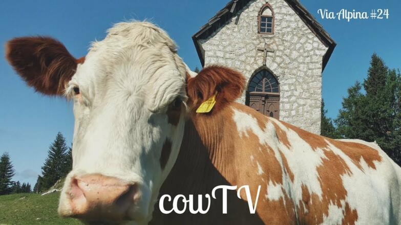 CowTV - Via Alpina #24