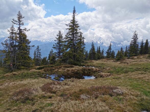 Pinzgauer Spaziergang