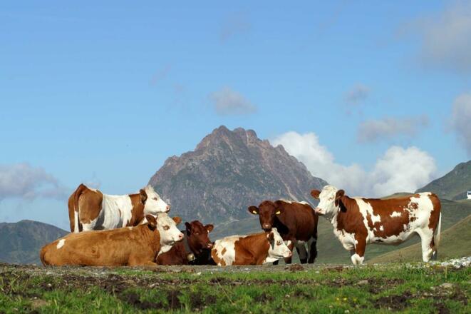 Kühe weiden auf saftigen Almen - im Hintergrund rückt der markante Gipfel des Gr. Rettensteins ins Blickfeld
