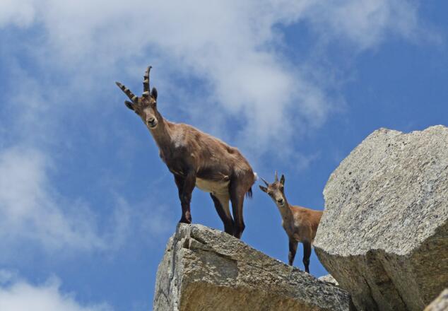 Der Hochgebirgs-Naturpark interessiert nicht nur Zweibeiner