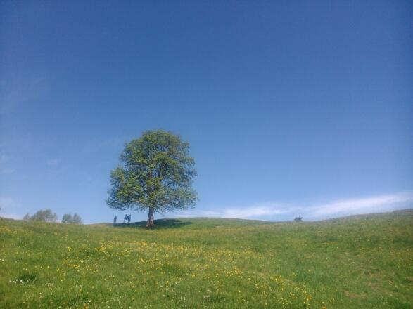 Weg zur Hirtenkapelle