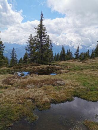 Pinzgauer Spaziergang