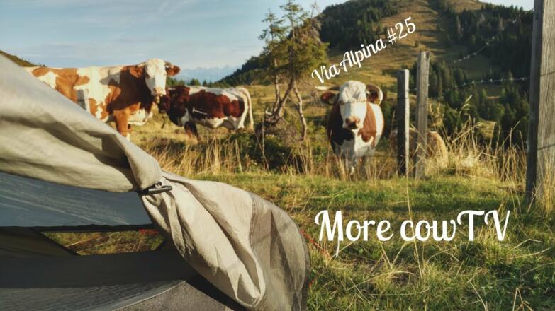 More cowTV - Via Alpina #25