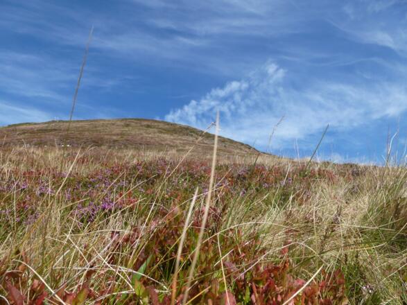 Farbenfrohe, herbstliche Bergwiesen am Hochsonnberg. 