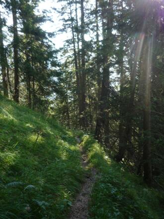 Schleifwandsteig im Wald