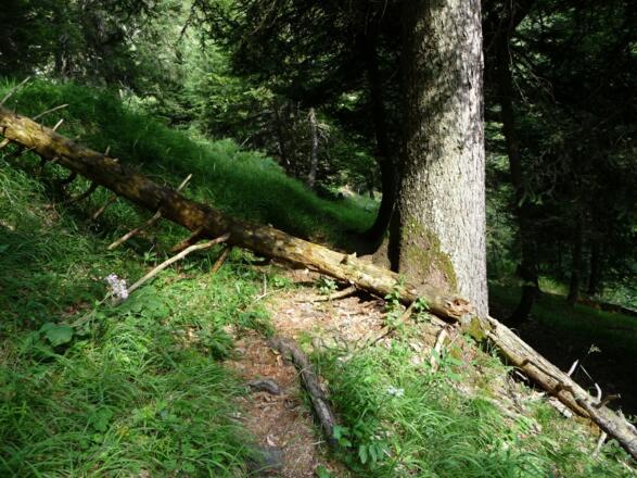 schmale Steigspur nach dem Jagdhaus Kammegg