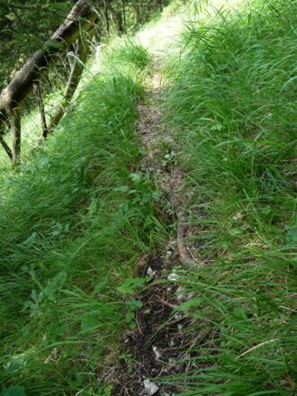 schmale Steigspur nach dem Jagdhaus Kammegg