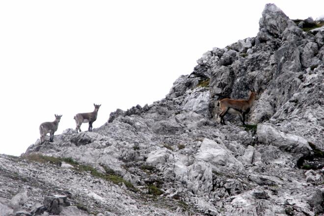 Zwischen Steinseehütte und Württemberger Haus (14. Sep. 2010)