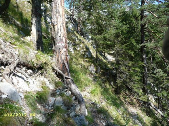 nach ca. 1 Stunde leitet der schmale Schleiferwandsteig durch steiles Gelände hoch über der Kranebitterklamm