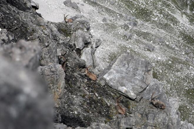 Steinböcke (15. Sep. 2010)