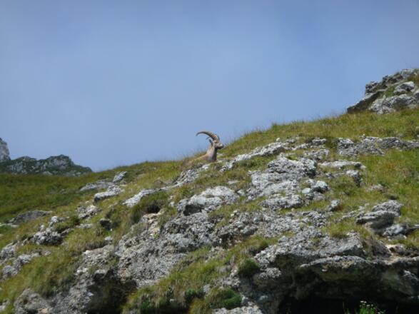 Steinbock unter dem Langen Sattel