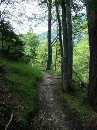 schöner Waldweg oberhalb Rauschbrunnen