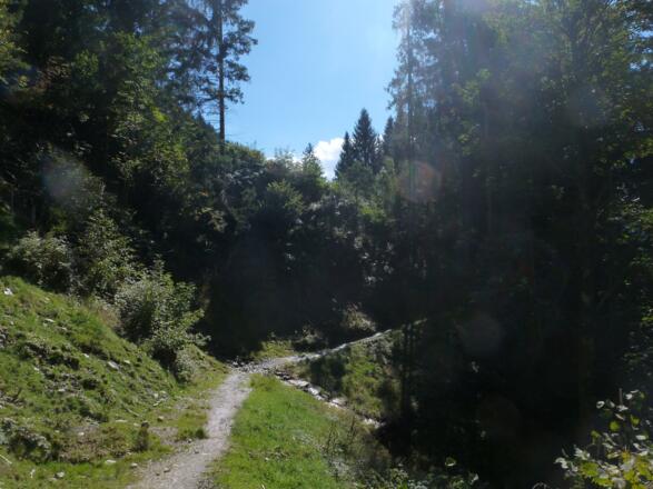 Der Pfad führt oft durch Wald. 