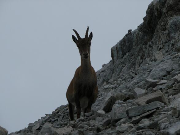 Steinbock am Kleinen Solstein