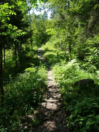 unmarkierter Weg unterhalb Rauschbrunnen