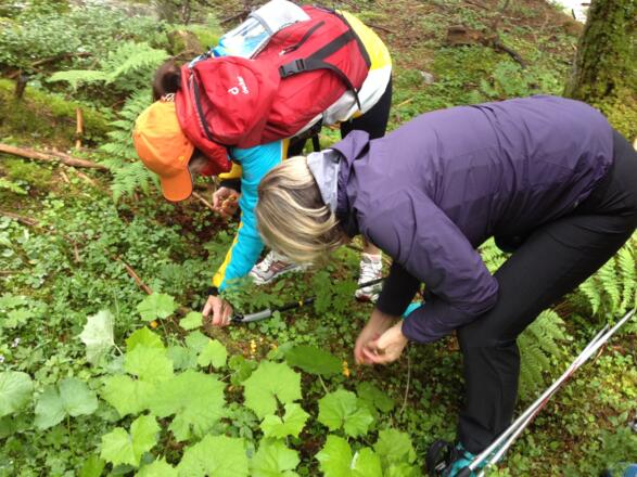 Immer auf der Suche nach Eierschwammerl