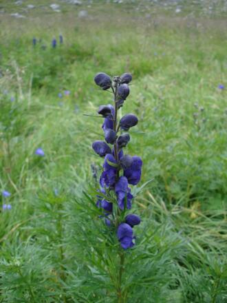 Der blaue Eisenhut ist hier oben keine Rarität