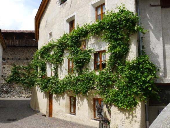 Altes Haus in Glurns mit Weinstock, im Hintergrund die Stadtmauer