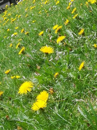 Blühende Wiese mit Löwenzahn